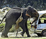 Elephant Pushing a Car